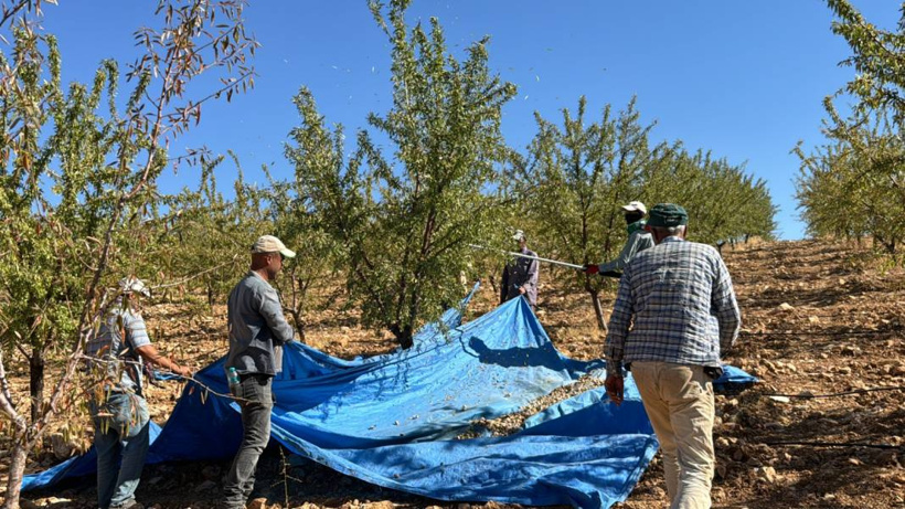 Elazığ'da hasadı başladı. 400 ton rekolte bekleniyor - Fotoğraf: 11